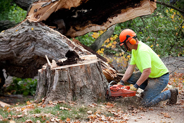 Best Arborist Services Near Me  in New Castle, DE